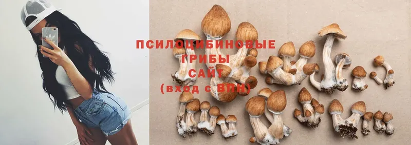 где можно купить наркотик  Светлоград  Псилоцибиновые грибы Psilocybe 